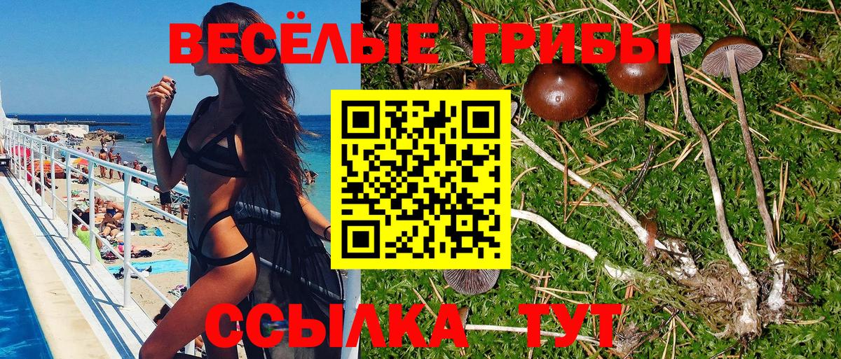 Галлюциногенные грибы Psilocybine cubensis Горно-Алтайск