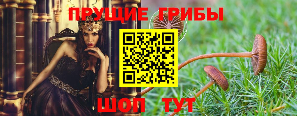 Псилоцибиновые грибы Psilocybine cubensis  Вход с VPN  Галлюциногенные грибы MAGIC MUSHROOMS  Горно-Алтайск 